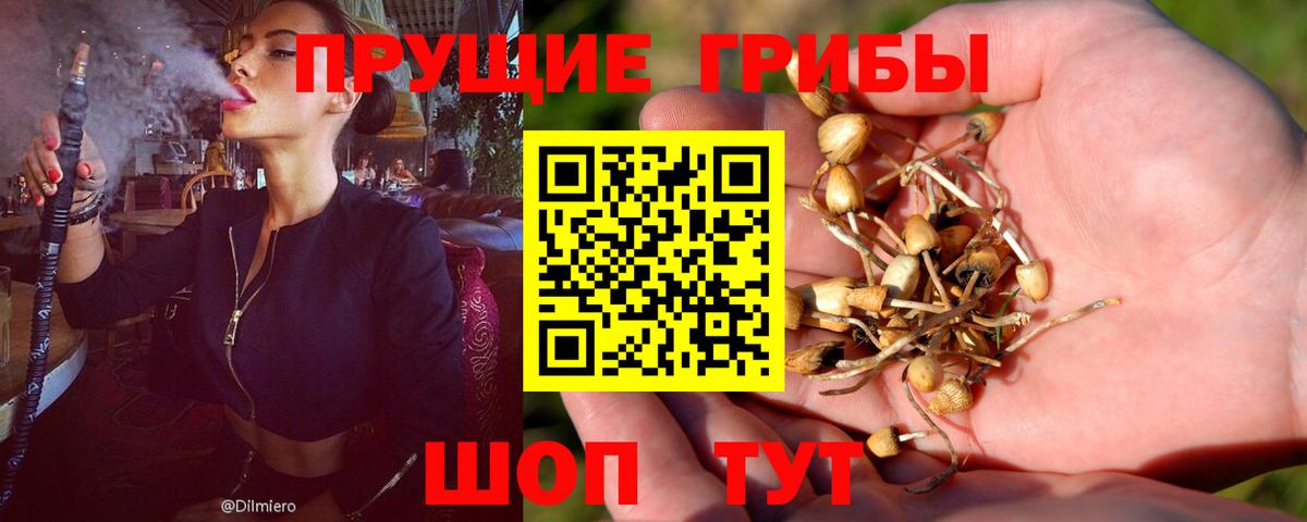 Псилоцибиновые грибы Cubensis  Вход с VPN  Самара  Галлюциногенные грибы Psilocybe 